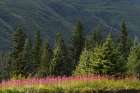 Meadow of fireweed flowers in the fall, Lake Clark National Park and Preserve, Alaska Art Print